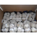 Pure White Garlic 5.5-6.0cm